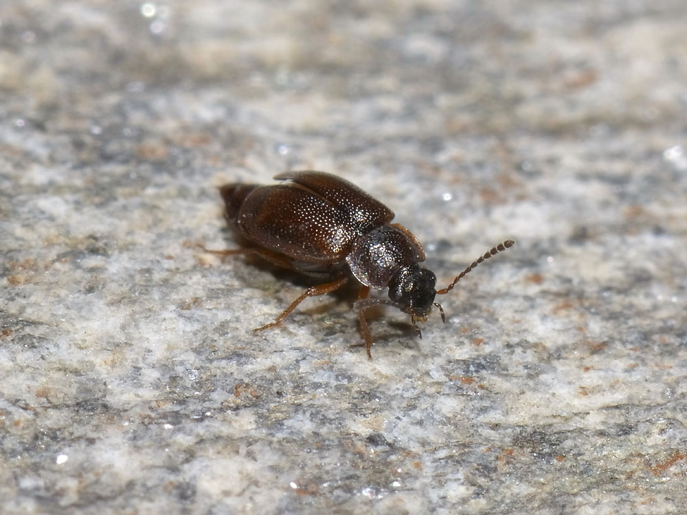 Anthobium atrocephalum - Staphylinidae